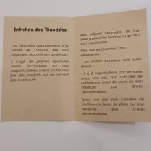 Charger l'image dans la galerie, Méduse à tillandsia Grand modèle